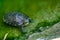 Freshwater red-eared turtle or yellow-bellied turtle. An amphibious animal with a hard protective shell swims in a pond and basks
