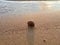 Freshwater snail gastropod in sand