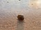 Freshwater snail gastropod in sand