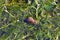 Freshwater Snail or Gastropod on Water-Crowfoot, West of Scotland