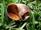 Freshwater snail shell