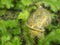 Freshwater snail on underwater liverwort
