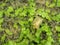 Freshwater snail on underwater liverwort