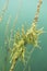 Freshwater Sponge Spongilla lacustris underwater photography