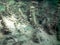 Freshwater Sunfish Lepomis macrochirus. Underwater scene Fresh