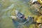 Freshwater tilapia is rising above the water to wait for food.