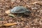 Freshwater turtle