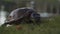 Freshwater turtle breaching land for a snack.