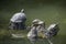 Freshwater turtles in a pond