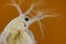 Freshwater water flea (Daphnia magna)