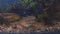 Freshwater wild fish, the gudgeon Gobio gobio and small bream in clear aquarium water