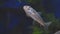 Freshwater wild gudgeon Gobio gobio in clear aquarium water