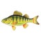 Freshwater Yellow Perch Vector Art graphic design file