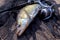 Freshwater zander and fishing equipment lies on wooden background