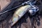 Freshwater zander and fishing equipment lies on wooden background