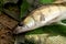 Freshwater zander on keepnet with fishery catch in it