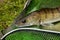 Freshwater zander on keepnet with fishery catch in it