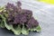 Freshy cut purple sprouting broccoli