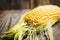 Freshy harvested corn in the wooden crate