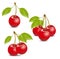 Fress cherrys