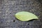 Fressness of Green leaf with dew water drops on wet concrete floor