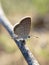 Freyeria trochylus butterfly perching on wood