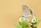 Freyeria trochylus , The Grass Jewel butterfly