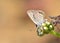 Freyeria trochylus , The Grass Jewel butterfly