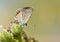 Freyeria trochylus , The Grass Jewel butterfly , butterflies of Iran