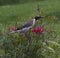 Friarbird feasting on flowering bottlebrush bush