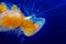 Fried egg jellyfish against deep blue water