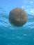Fried Egg Jellyfish close up underwater