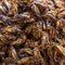 Fried grasshoppers close-up as street food in Myanmar Burma