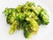 Fried inflorescences of broccoli with provencal herbs on white plate