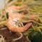 Fried noodles with Shrimps