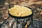 fried potatoes in a skillet cooked on a campfire in the forest, camping