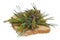 Fried toast bread with gree needles and cones  of spring pine  tree twigs- exotic food isolated