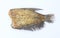 Fried Trichogaster pectoralis, fried salid fish thai food, isolated