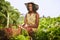 Friendly african american woman harvesting fresh vegetables from