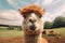 Friendly Alpaca