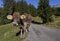 Friendly alpine cow on gravel path through alpine pastures in front of conifers and blue sky, Bavaria, Bad Hindelang, Germany