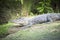 Friendly american alligator on the swamp banks