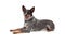 Friendly Australian Cattle Dog Laying