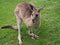 Friendly Australian kangaroo standing on gras