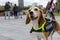 Friendly beagle wearing a police vest.