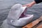 Friendly beluga whale shows its head from underwater open mouthed