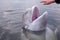 Friendly beluga whale shows its head from underwater open mouthed