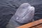 Friendly beluga whale shows its head from underwater up close