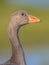 Friendly bird Head portrait of Greylag goose