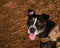 Friendly black american pitbull dog with happy face